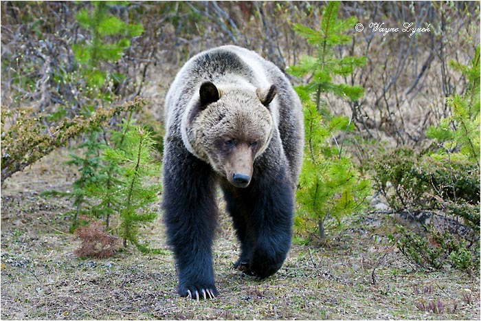 Mountain Grizzly Bear 107 by Dr. Wayne Lynch &copy;